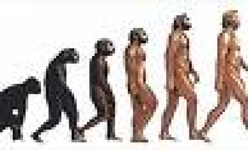 El hombre: animal 2.0 por naturaleza