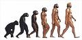evolucion
