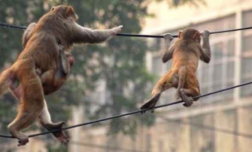 Monos frenan el avance de la Internet
