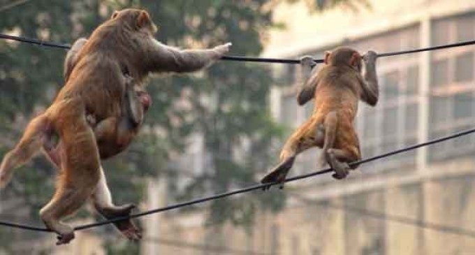 Monos frenan el avance de la Internet