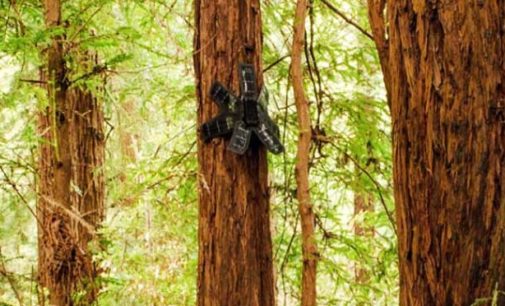 Rainforest Connection: Salvando la selva, con tecnología