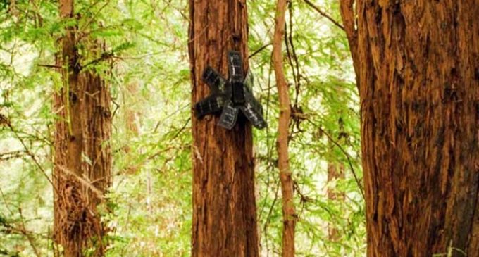 Rainforest Connection: Salvando la selva, con tecnología